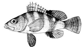 Serranus hepatus_claves